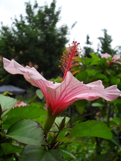 Hibiscus Natal